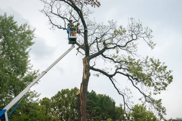 How Our Tree Care Process Works  in  Web, AL